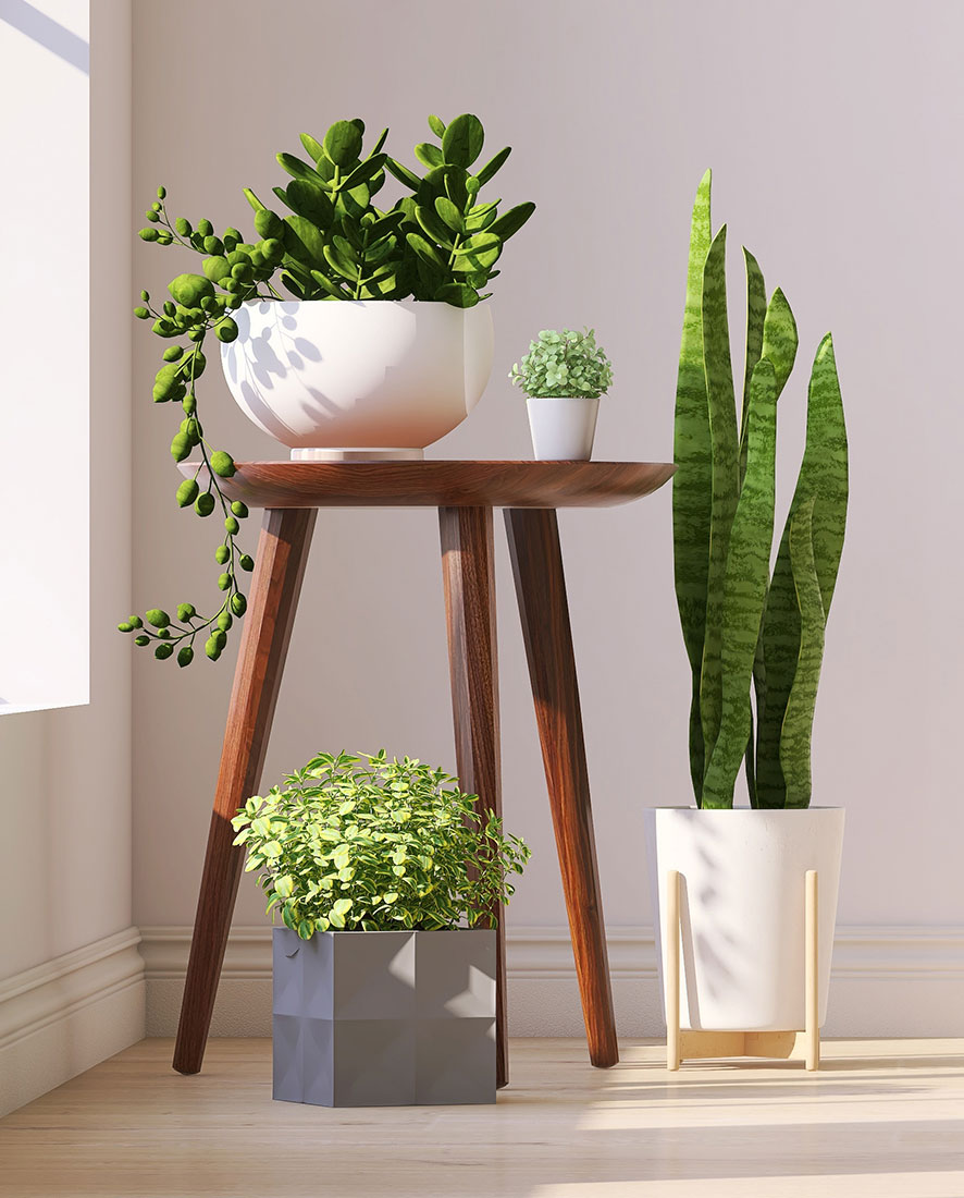 picture of plants